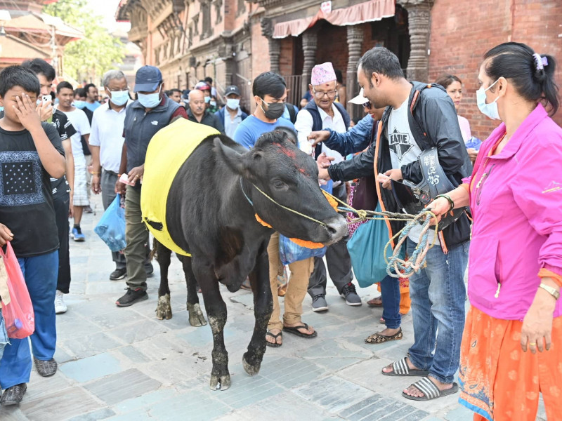 आज गाईजात्रा मनाइँदै, कसरी चल्याे हाँस्यव्यङ्ग्यको प्रचलन ?